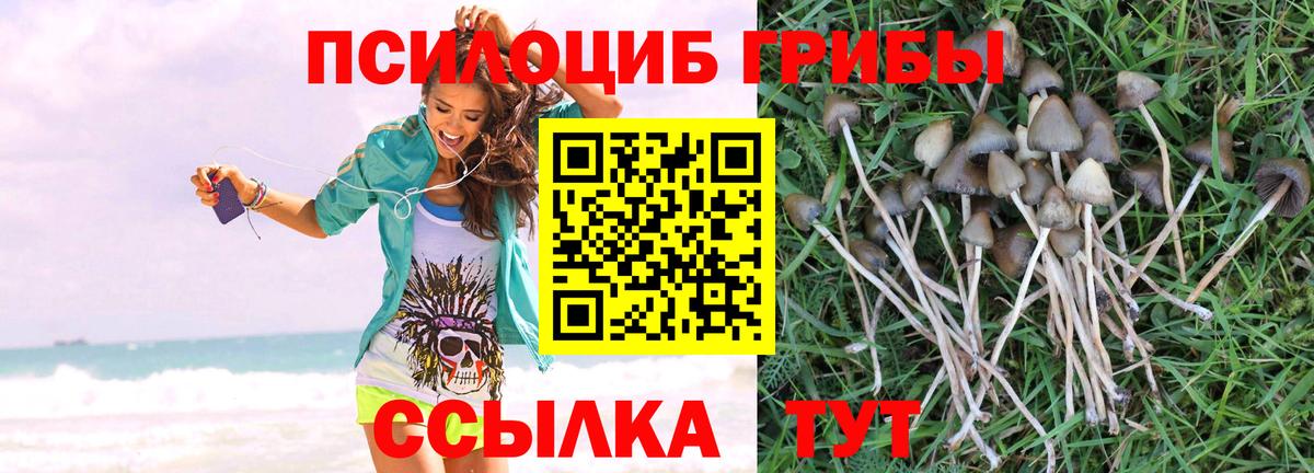 Псилоцибиновые грибы Psilocybine cubensis Петрозаводск